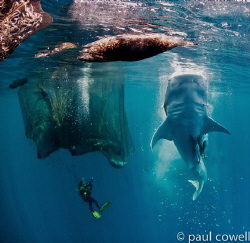 resident whalesharks of cenderawasih bay vertically feedi... by Paul Cowell 